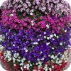 Supertunia Mini Vista Violet Star 6 sztuk